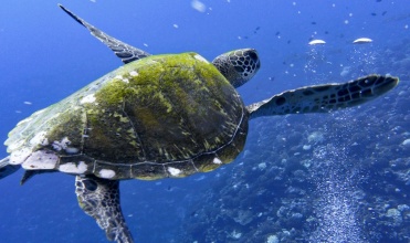 merveilles_sous-marines