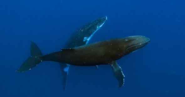 baleines