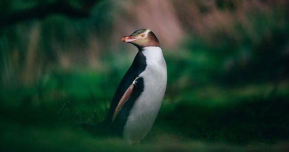 chris-stephenson-penguin-dunedin