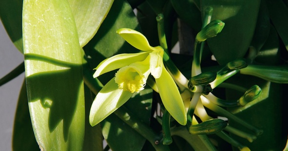 la_reunion_autotour_culture_creole_0008_j1-2